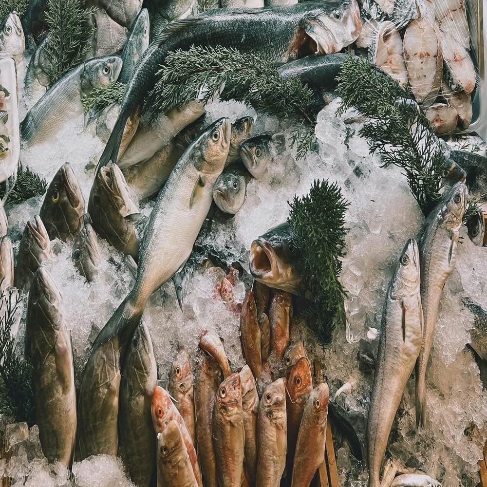 Frozen Fish & Seafood